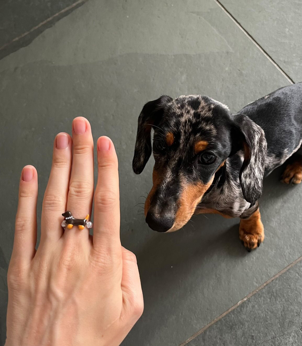 Dachshund Ring