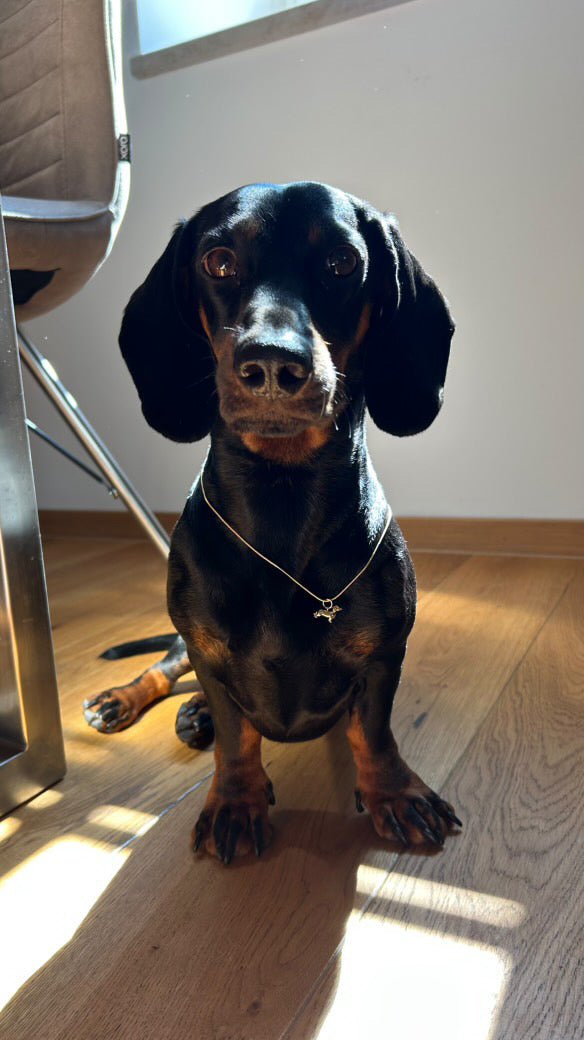 Charme Halskette Dackel 14 Karat Vergoldung/ Gold Plated